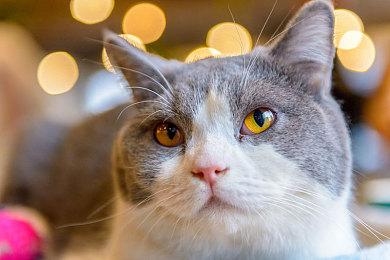 这就是微软第一方游戏？《极限竞速：Motorsport》Steam在线峰值4700